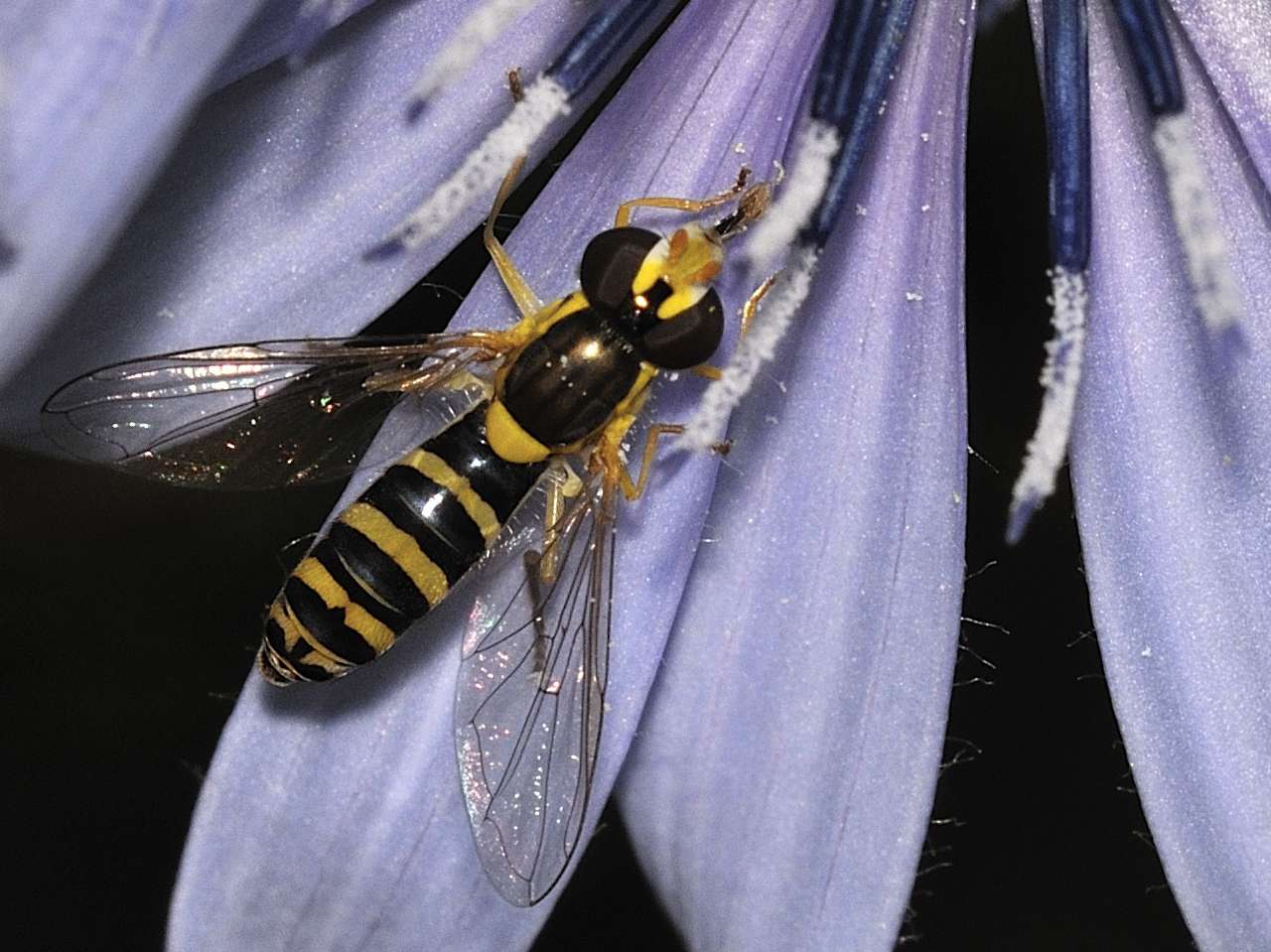 Syrphidae